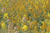 ��ɫ�Ͳ˻�����