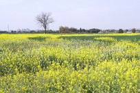 �ɶ���������԰��ɫ�Ͳ˻� 