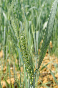 ��ʳ���ﶬС�� 