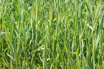 ���������ʳ����С�� 