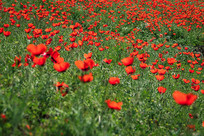 �½�������ɽ�컨����