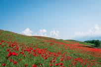 ���紺����ɽ��Ұ����ɽ�컨