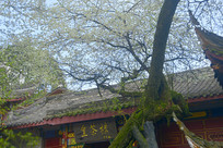 �Ű��ɶ�ɽ����»ʲ�¥�滨ʢ��