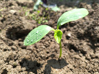 ��������ɳ�