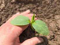 ������¶����