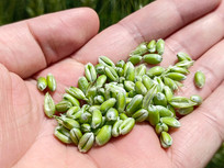 ��д������