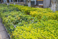 ����������·�ߵ�ֲ���̻���