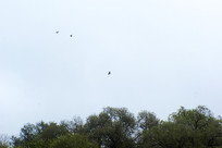 ��ľ����