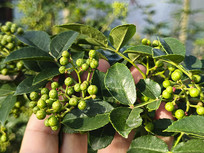 ��ժ�����໨��