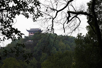 ��ľ��ӳ�ĹŽ���