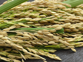 ������յ���