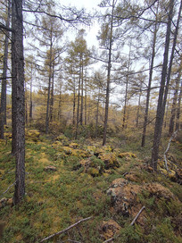 ����ɽԭʼɭ��