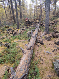 ����ɽԭʼɭ�ֿ�ľ����