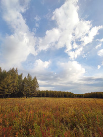 �����ԭ��ʲݵ�