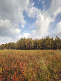 ��ʲ�ԭɭ��331��������