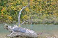 �������ľ�� ��ˮȦ�µ�