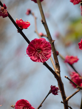 树枝上的红梅花