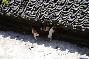 西泠印社的流浪猫