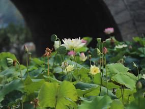 池塘美丽荷花