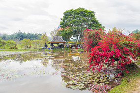 热带植物园水池凉亭与花树