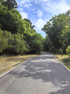 森林道路