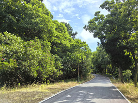 森林道路风景