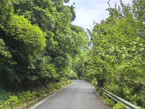 山林道路