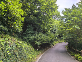 山湾绿道森林植被