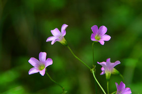 园林观花植物红花酢浆草花卉 