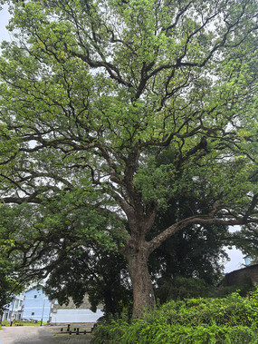 小山村古树