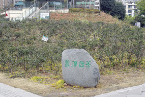 成都茶文化公园蒙山茶种植园