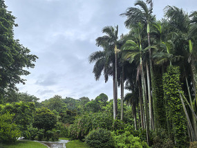 热带植物园