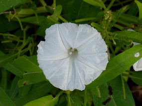 白色的蕹菜花