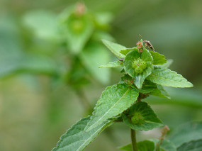 大戟科药用植物铁苋菜