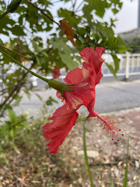 美丽的朱槿花