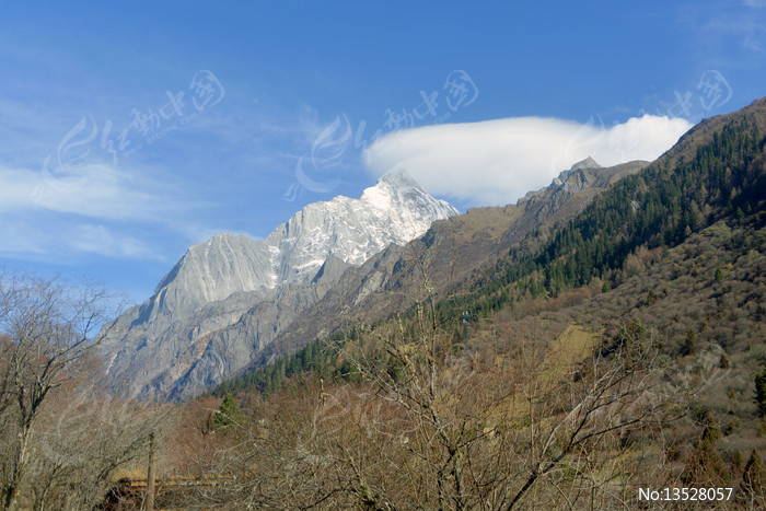阿坝四姑娘山长坪沟古树及雪峰 图片