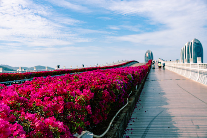 海南三亚鲜花花海自然风景城市