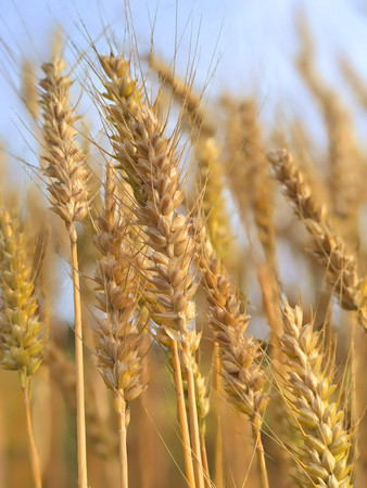 成熟麦穗
