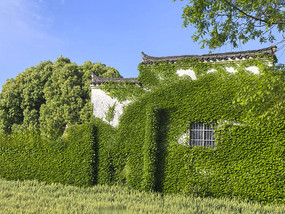 绿屋