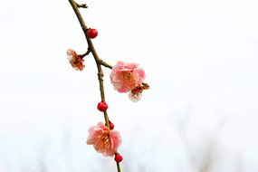 梅花