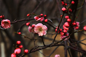 梅园花开