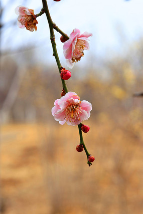 一支梅花