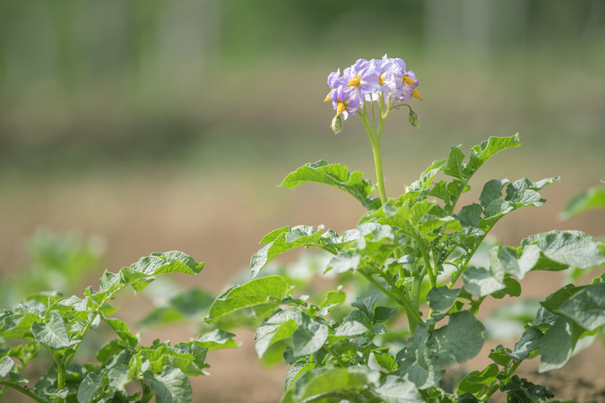 紫色花朵点缀希望