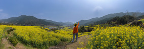 宽幅油菜花海中的远方全景图