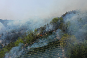 茶山园山火灾后的生态警示