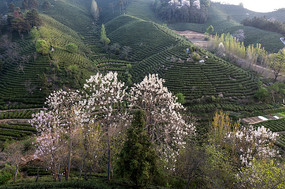 茶园春色满山间