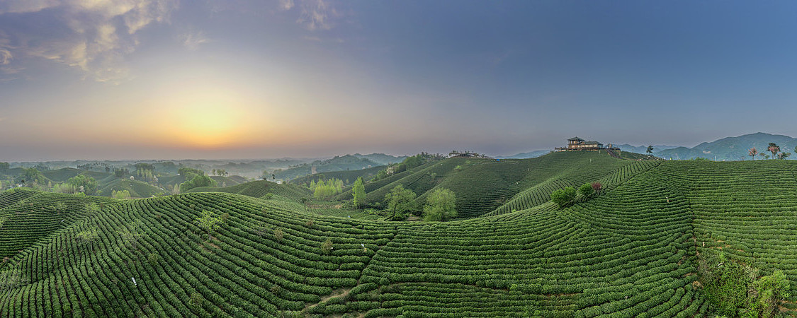 宽幅日出时分的翠绿茶山全景