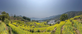 宽幅梯田油菜花与徽派村落全景