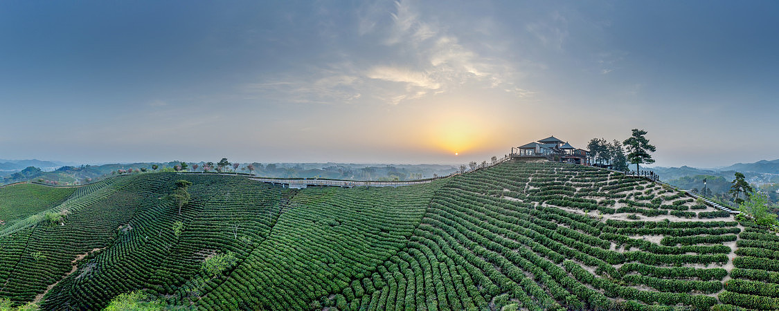 宽幅信阳文新茶村茶园日出美景