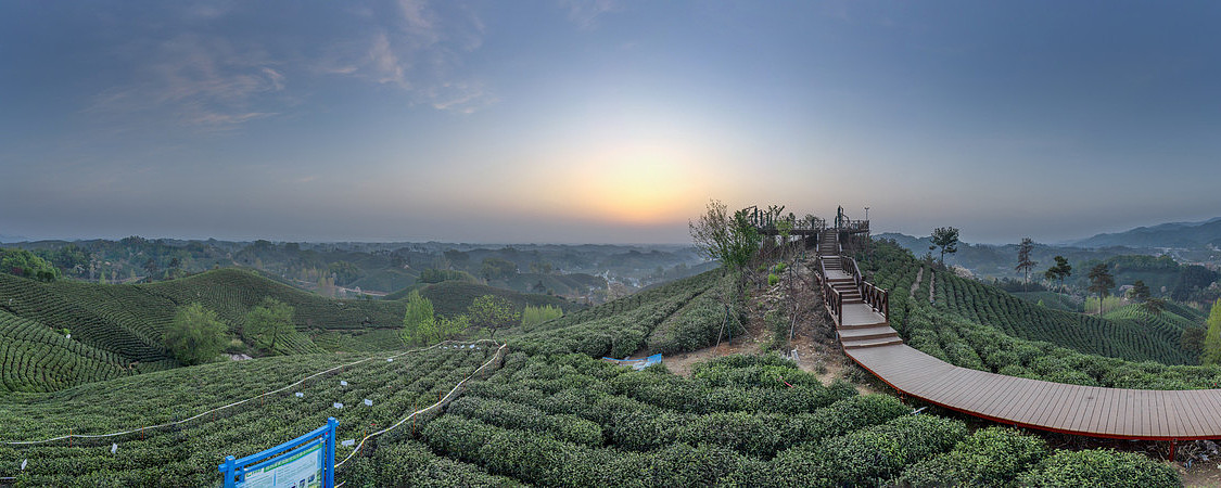宽幅植物源黄腐酸信阳文新茶村试验区